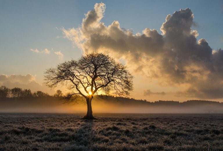 Een boom en nog een boom